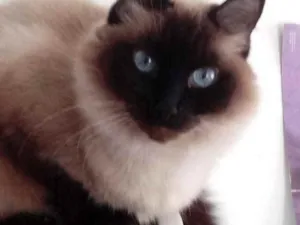Gato raça Siamesa srd  idade 2 anos nome Gatinha belíssima 