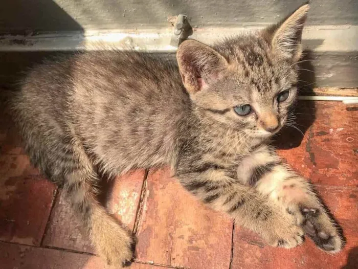 Gato ra a Srd idade 2 a 6 meses nome Jasmine