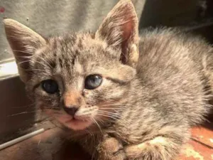 Gato raça Srd idade 2 a 6 meses nome Jasmine