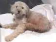 Nina