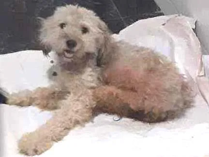 Cachorro ra a  idade 3 anos nome Nina