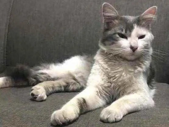 Gato raça  idade 7 a 11 meses nome Não tem nome 