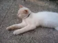 Mia