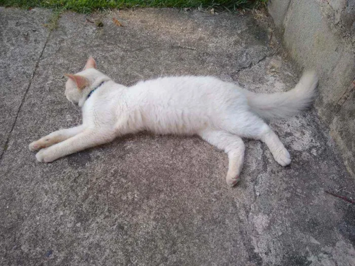 Gato ra a Angorá idade 7 a 11 meses nome Mia