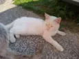 Mia