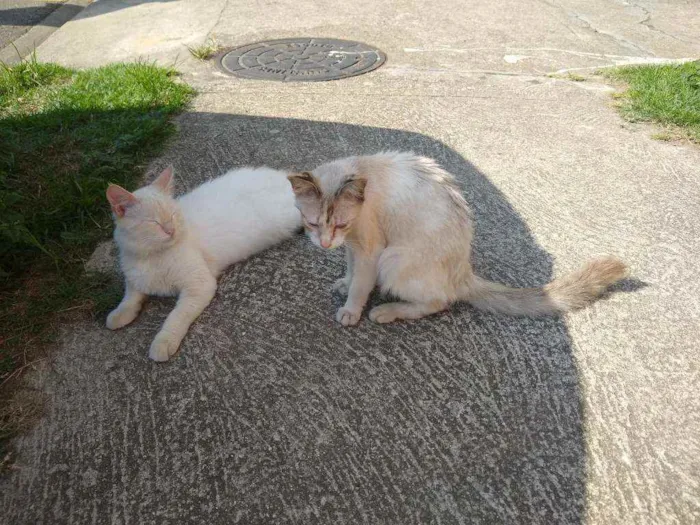 Gato ra a Angorá idade 7 a 11 meses nome Mia
