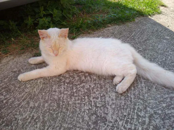 Gato ra a Angorá idade 7 a 11 meses nome Mia