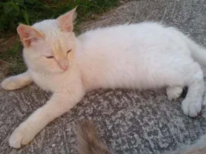 Gato raça Angorá idade 7 a 11 meses nome Mia