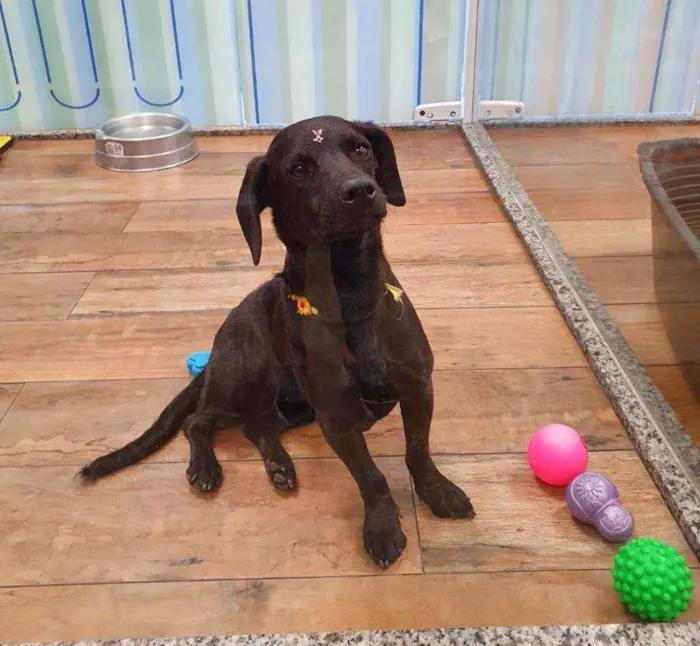 Cachorro ra a SRD idade 1 ano nome PÉROLA 