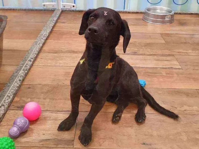 Cachorro ra a SRD idade 1 ano nome PÉROLA 