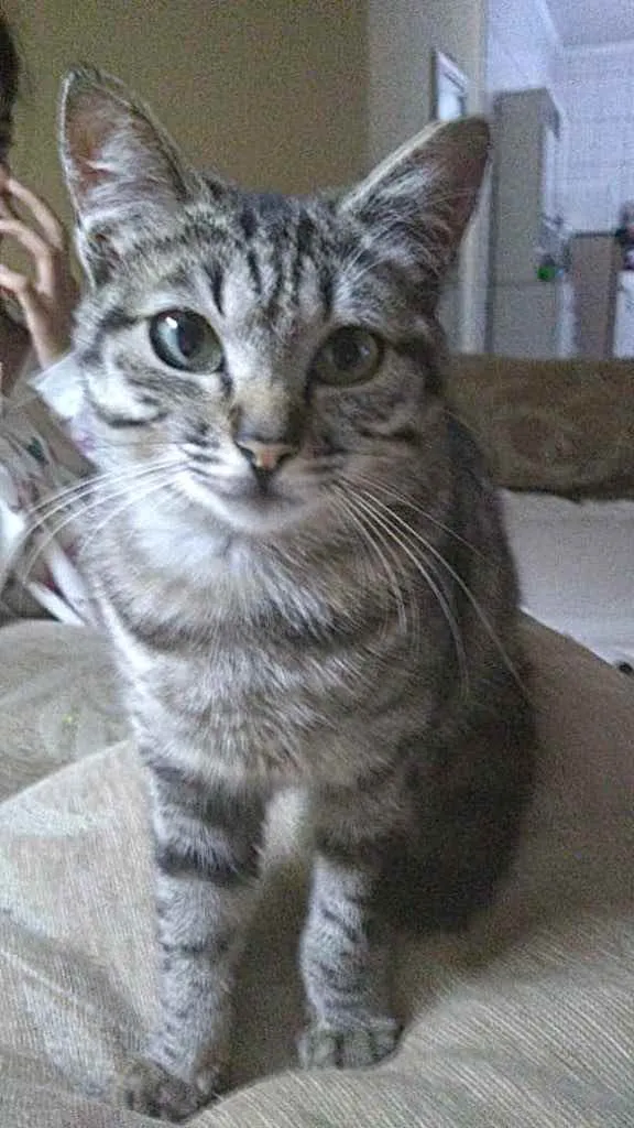 Gato ra a Srd idade 2 a 6 meses nome Mimi bb Linda