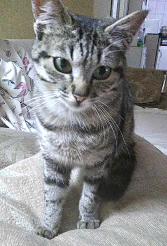 Gato ra a Srd idade 2 a 6 meses nome Mimi bb Linda