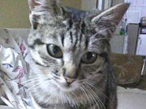 Gato raça Srd idade 2 a 6 meses nome Mimi bb Linda 