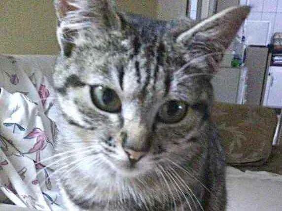 Gato ra a Srd idade 2 a 6 meses nome Mimi bb Linda