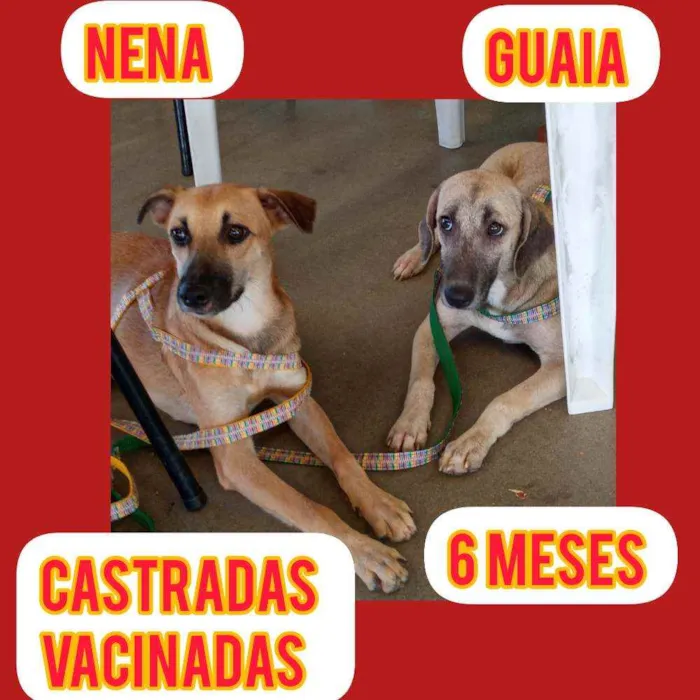 Cachorro ra a Srd idade 2 a 6 meses nome Nena e Gaia