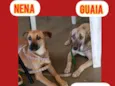 Nena e Gaia