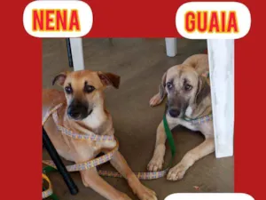 Cachorro raça Srd idade 2 a 6 meses nome Nena e Gaia