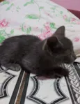 Filhote de gato