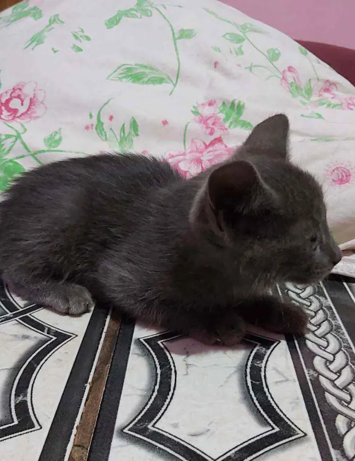 Gato ra a Descinhecida  idade Abaixo de 2 meses nome Filhote de gato