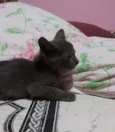 Filhote de gato