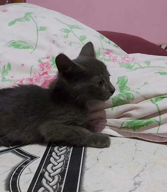 Gato ra a Descinhecida  idade Abaixo de 2 meses nome Filhote de gato