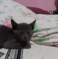 Filhote de gato