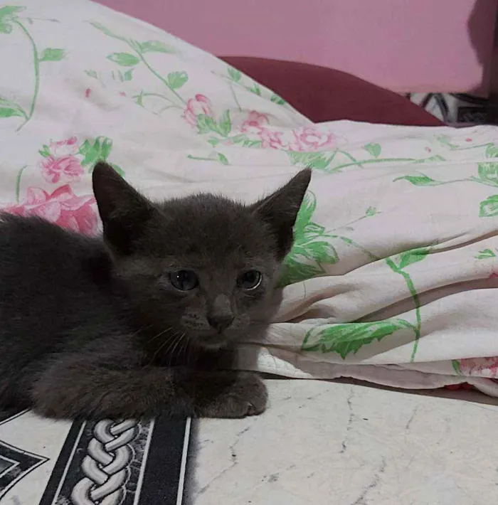 Gato ra a Descinhecida  idade Abaixo de 2 meses nome Filhote de gato