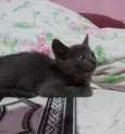 Filhote de gato