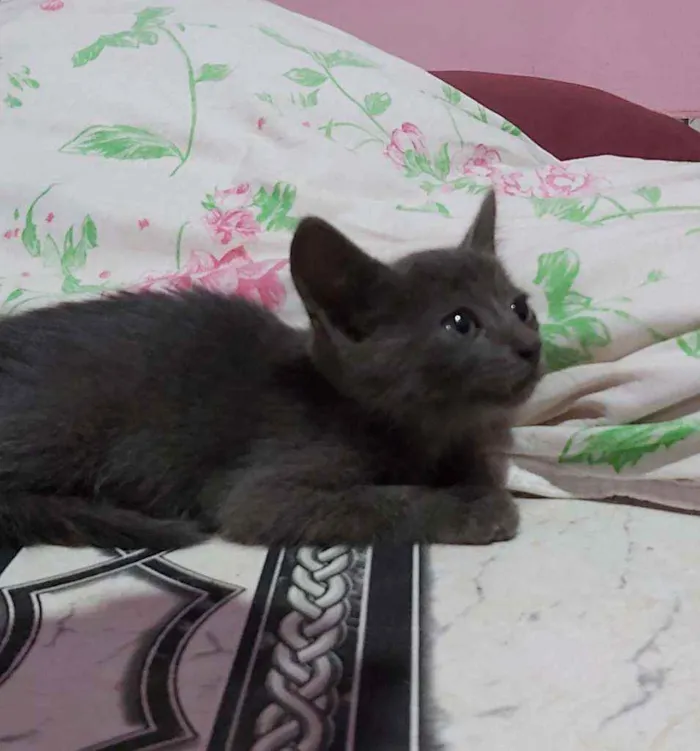 Gato ra a Descinhecida  idade Abaixo de 2 meses nome Filhote de gato