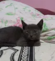Filhote de gato