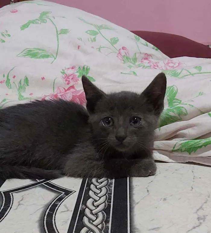 Gato ra a Descinhecida  idade Abaixo de 2 meses nome Filhote de gato