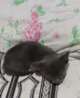 Filhote de gato