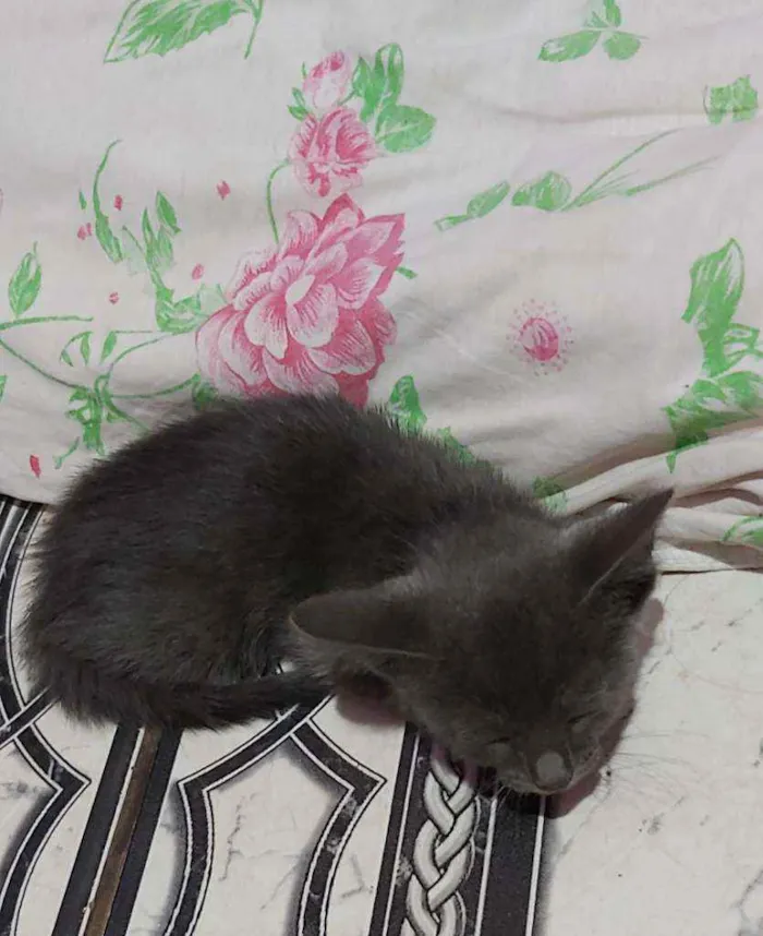 Gato ra a Descinhecida  idade Abaixo de 2 meses nome Filhote de gato