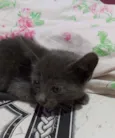 Filhote de gato
