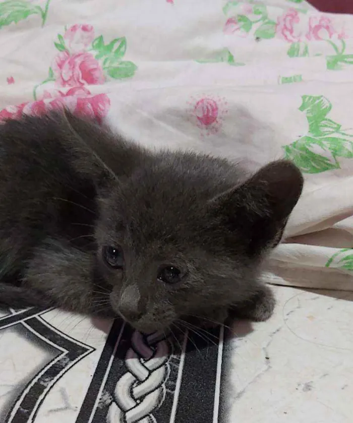 Gato ra a Descinhecida  idade Abaixo de 2 meses nome Filhote de gato
