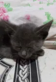 Filhote de gato