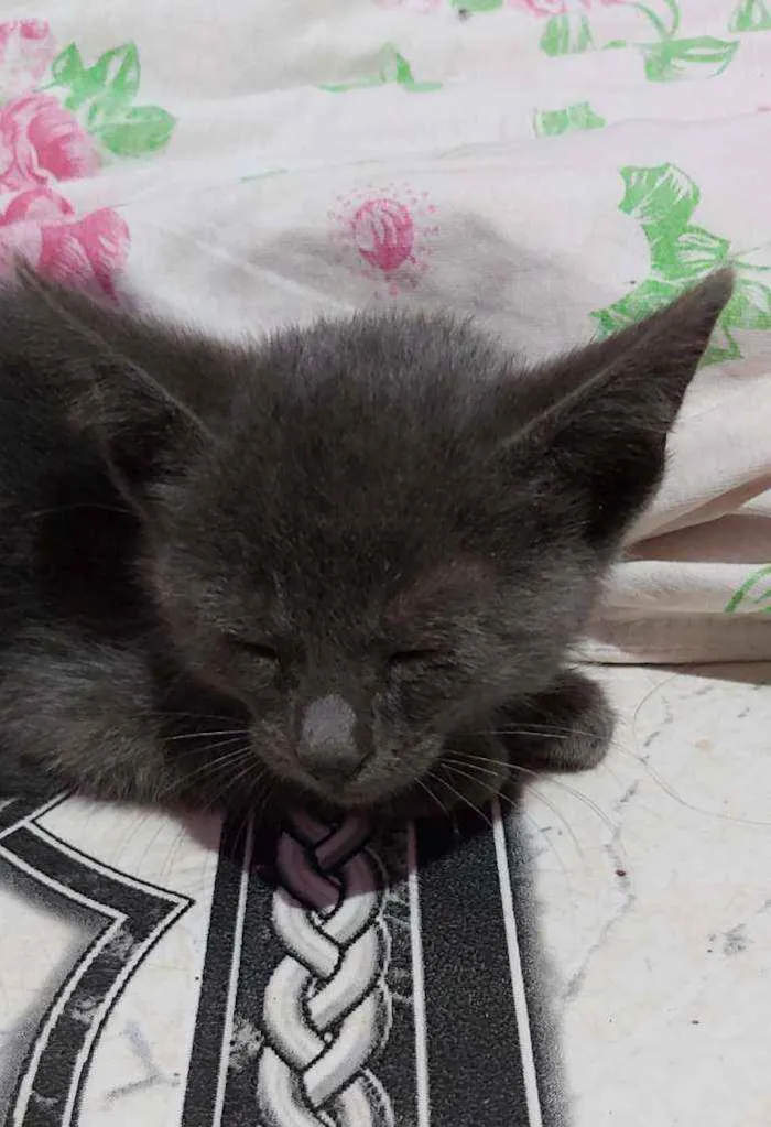 Gato ra a Descinhecida  idade Abaixo de 2 meses nome Filhote de gato