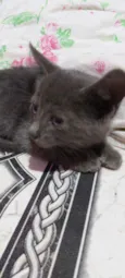 Filhote de gato