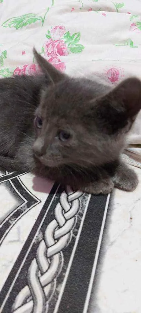Gato ra a Descinhecida  idade Abaixo de 2 meses nome Filhote de gato