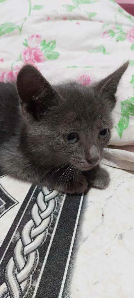 Gato ra a Descinhecida  idade Abaixo de 2 meses nome Filhote de gato