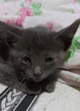 Filhote de gato