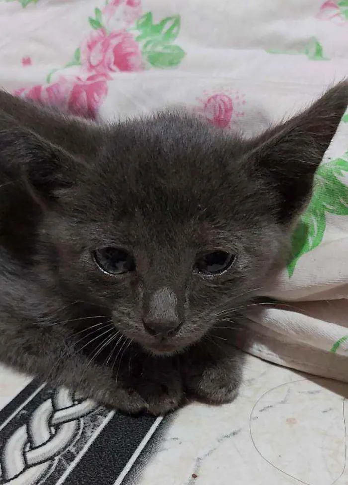Gato ra a Descinhecida  idade Abaixo de 2 meses nome Filhote de gato