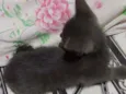 Filhote de gato