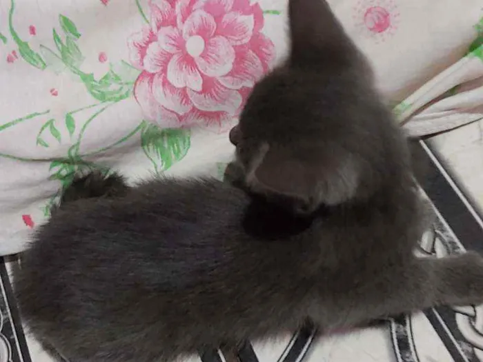 Gato ra a Descinhecida  idade Abaixo de 2 meses nome Filhote de gato