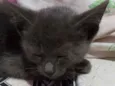Filhote de gato