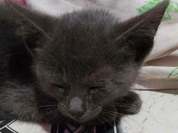 Gato ra a Descinhecida  idade Abaixo de 2 meses nome Filhote de gato