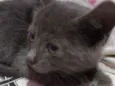 Filhote de gato