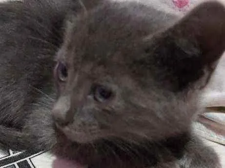 Gato ra a Descinhecida  idade Abaixo de 2 meses nome Filhote de gato