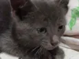 Filhote de gato