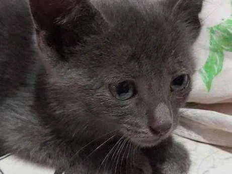 Gato ra a Descinhecida  idade Abaixo de 2 meses nome Filhote de gato